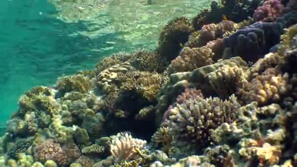 Κοραλλιογενή ύφαλο. Εκτυφλωτικό φως του ήλιου σε πολύχρωμα κοράλλια κοντά στην επιφάνεια του νερού. — Αρχείο Βίντεο