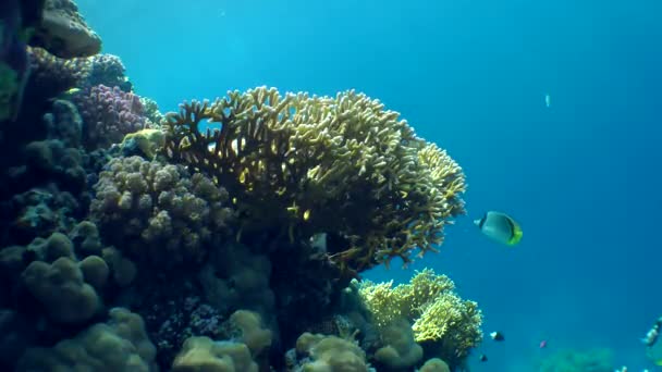 Чистый огненный коралл (Millepora dichotoma), блик солнечного света на красочных кораллах у поверхности воды . — стоковое видео