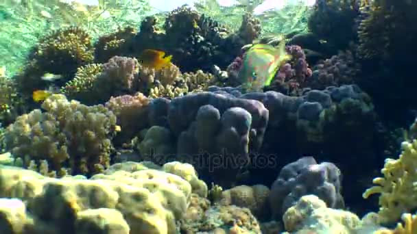 Coral reef. Bländning av solljus på färgglada koraller nära vattenytan. — Stockvideo