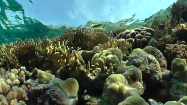 Nettó tűzkorall (Millepora dichotoma), vakító napfény színes korallok közelében a víz felszínén. — Stock videók