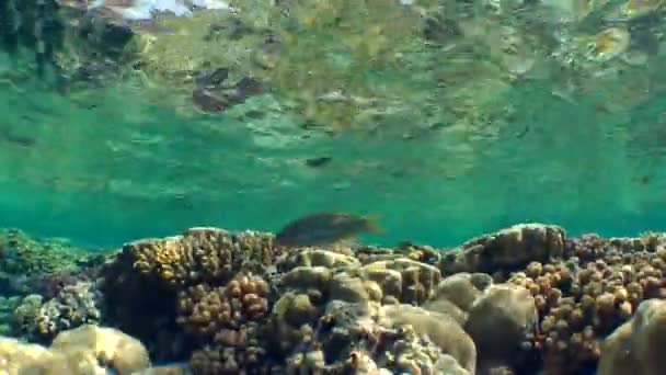 Patches solares de luz brincando no cérebro e corais de pedra em cima de um recife de coral . — Vídeo de Stock