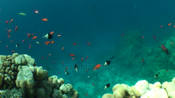 Undervattenslandskap: en lutning på korallrev med många exotiska fiskar i solens strålar. — Stockvideo