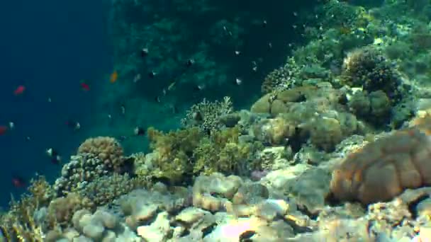 Υποβρύχιο τοπίο: κλίση κοραλλιογενή ύφαλο με πολλά εξωτικά ψάρια στις ακτίνες του ήλιου. — Αρχείο Βίντεο