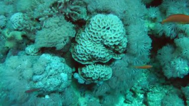 Yumuşak mercanlar mercan kayalığı duvarına çevrili petek mercan (Paramontastraea peresi).