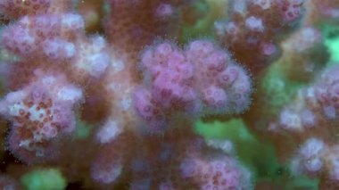 Mor karnabahar mercan (Pocillopora damicornis) polipler ile bir şubesi maruz tentacles, yakın çekim.