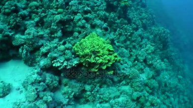 Kamera sarı kaydırma mercan (Turbinaria reniformis büyük kolonisi yaklaşımlar).