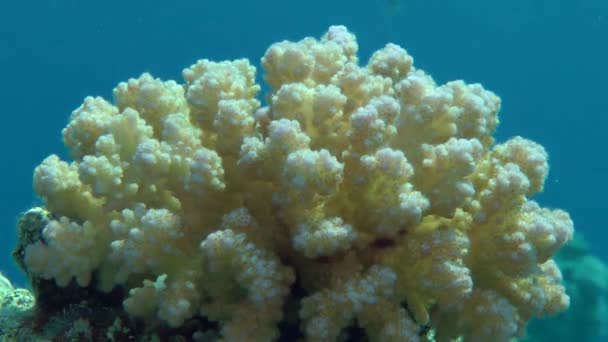 Bush de Coliflor Coral (Pocillopora damicornis) en la cornisa del arrecife en el resplandor de la luz del sol . — Vídeos de Stock