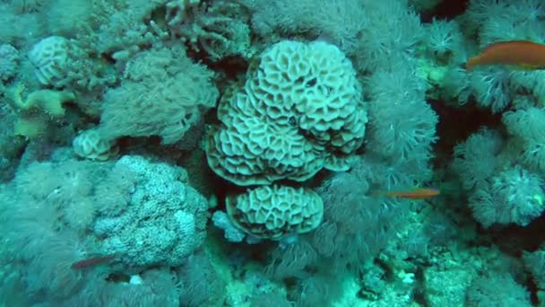 Сотовые кораллы (Paramontastraea peresi), окруженные мягкими кораллами на стене кораллового рифа . — стоковое видео