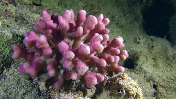 Natursköna lila bush Hood korall (Stylophora pistillata) på sluttningen av ett korallrev. — Stockvideo