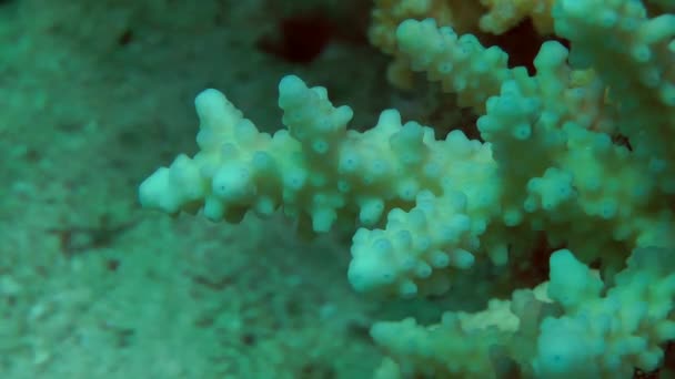 Staghorn koraal tak (Acroporidae sp.), close-up. — Stockvideo