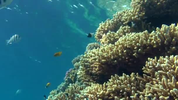 Çalılıkları Acropolis mercan (Acropora sp.) mercan resif üst kenarında. — Stok video