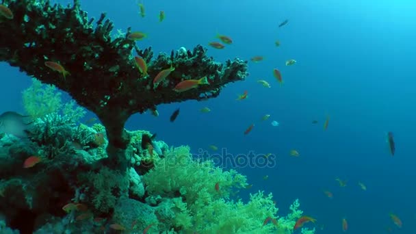 A câmera se move lentamente para o arbusto de coral de mesa (Acropora pharaonis) sobre o qual os peixes de coral nadam . — Vídeo de Stock