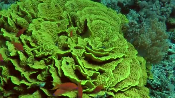 En stor koloni av gula bläddra korall (Turbinaria reniformis), ovanför det flyta ljust färgad fisk. — Stockvideo