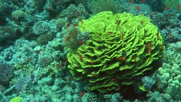 Une grande colonie de corail jaune (Turbinaria reniformis), au-dessus de laquelle flottent des poissons aux couleurs vives . — Video