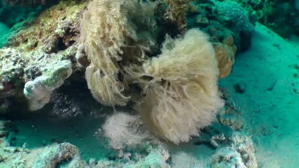Flödet gungar sakta bush vinka handen korall (Anthelia glauca). — Stockvideo