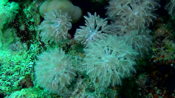 白色脉冲软珊瑚 （Heteroxenia 茏） 在休息，中景. — 图库视频影像