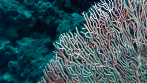 La caméra se déplace lentement le long du bord du corail fan Gorgone (Subergorgia mollis), plan moyen . — Video