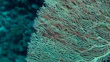 Kamera yavaş kenarında Gorgonian fan mercan (Subergorgia mollis), orta çekim hareket.