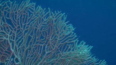 Bush Gorgonian fan mercan (Subergorgia mollis) geniş atış mavi su sütunu arka planı.