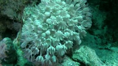 Nabız koloni beyaz darbe yumuşak mercan (Heteroxenia fuscescens), orta atış.