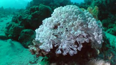 Nabız koloni beyaz darbe yumuşak mercan (Heteroxenia fuscescens), orta atış.
