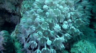 Zonklama koloni beyaz darbe yumuşak mercan (Heteroxenia fuscescens), yakın çekim.