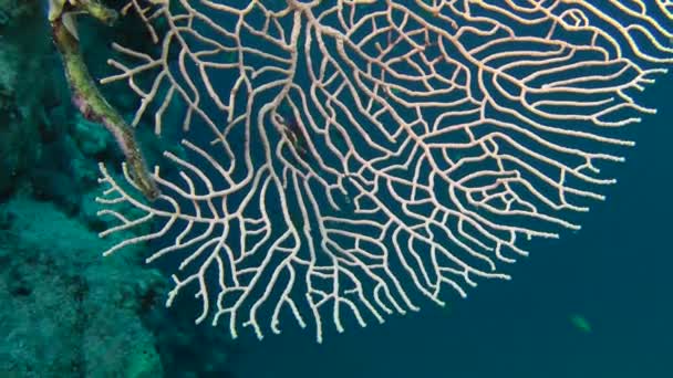 Горгонская веерная коралловая ветвь (Suzorgia mollis), крупный план . — стоковое видео