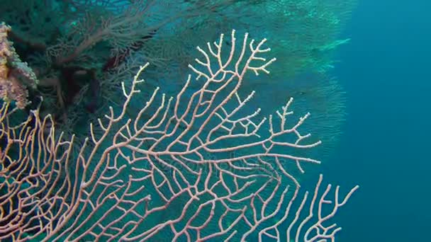 Gorgonian fã coral branch (Subergorgia mollis), close-up . — Vídeo de Stock