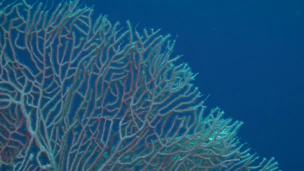 Bush van Hoornkoralen fan koraal (Subergorgia mollis) tegen de achtergrond van de blauwe waterkolom, brede schot. — Stockvideo