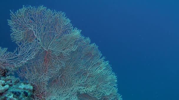 Bush van Hoornkoralen fan koraal (Subergorgia mollis) tegen de achtergrond van de blauwe waterkolom, brede schot. — Stockvideo