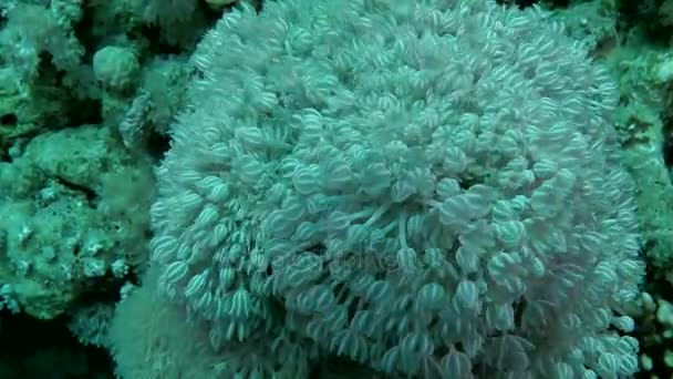 Pulso Colônia de pulso branco coral macio (Heteroxenia fuscescens), tiro médio . — Vídeo de Stock