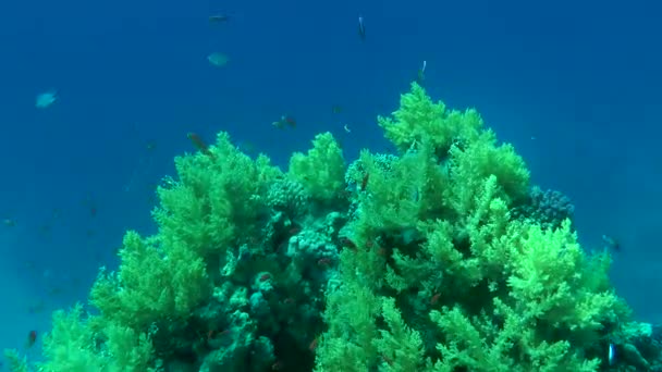 A câmera se move lentamente através do matagal de corais moles da árvore no topo do recife . — Vídeo de Stock