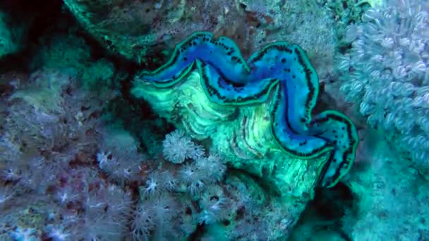 Jätte mussla (Tridacna gigas) bland korallerna på sluttningen reef, medium skott. — Stockvideo