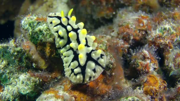 Meeresschnecke Varikose Phyllidia (Phyllidia varicosa) langsam auf dem Stein kriechend, mittlerer Schuss. — Stockvideo