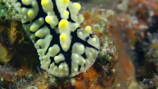 Limace marine Phyllidia varicosa (Phyllidia varicosa) rampant lentement sur la pierre, gros plan . — Video