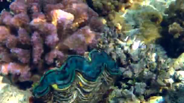 Jätte mussla (Tridacna gigas) bland korallerna på sluttningen reef, medium skott. — Stockvideo