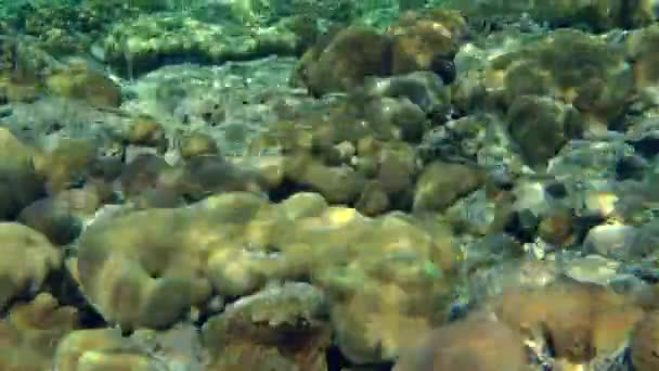 Patches solares de luz brincando no cérebro e corais de pedra em cima de um recife de coral . — Vídeo de Stock