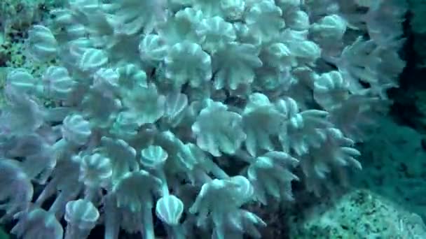 Zonklama koloni beyaz darbe yumuşak mercan (Heteroxenia fuscescens), yakın çekim. — Stok video