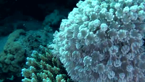 Colonia de pulso de coral blando de pulso blanco (Heteroxenia fuscescens), plano medio . — Vídeos de Stock