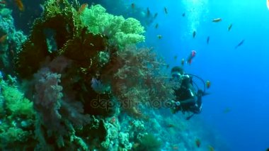 kameramanların çekim balıklar 