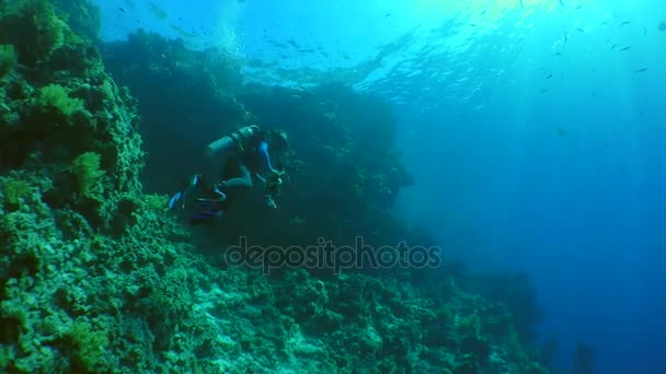 Fishes shooting videographer — Stock Video