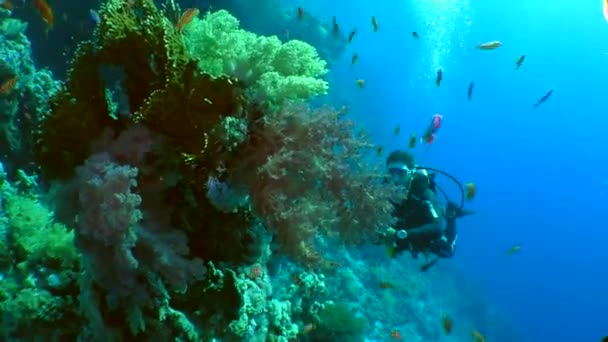 Fische erschießen Videofilmer — Stockvideo