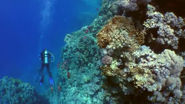 Swimming diver couple — Stock Video