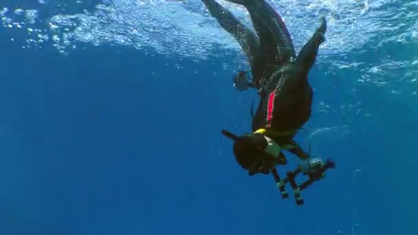 Simning diver par — Stockvideo