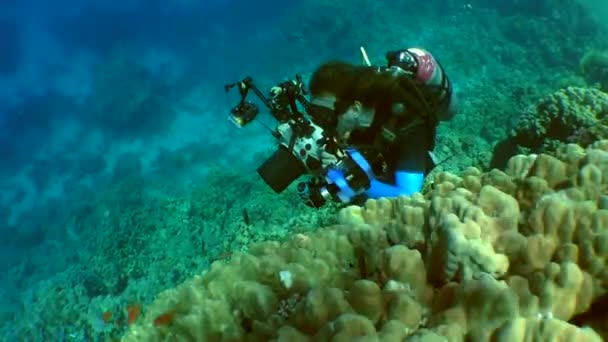 Peces disparos videógrafo — Vídeos de Stock