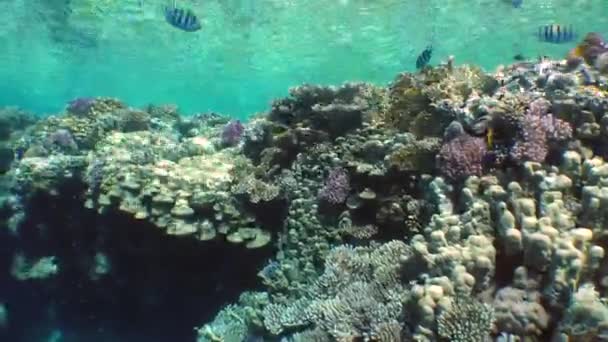 Peces nadando cerca de carals — Vídeos de Stock