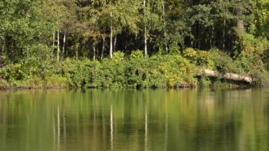 Yüzey yansıyan Orman ağaçları