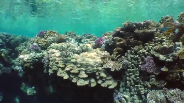 Peces nadando cerca de carals — Vídeo de stock