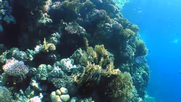 Peces nadando cerca de carals — Vídeo de stock