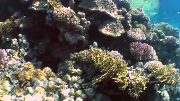 Peces nadando cerca de carals — Vídeo de stock